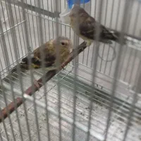 جوجه سهره قنار