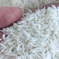 برنج طارم هاشمی