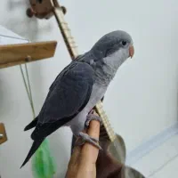 راهب نرمخور|پرنده|گرمدره, |دیوار