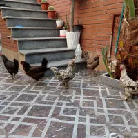 مرغ 5 عدد