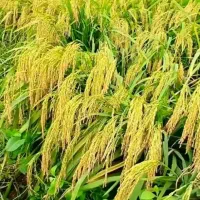 فروش-21000-متر-شالیزار-برنج