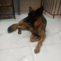 سگ ژرمن