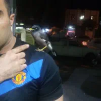 مینا بازی گوش|پرنده|کرمانشاه, |دیوار