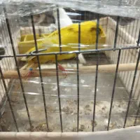 یک جفت قناری نررسمی بلندماده موزاییکی