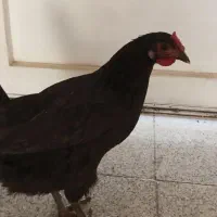 مرغ بومی تخمگذار