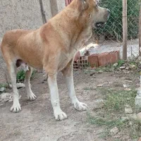 یک خراسانی مخصوص توله