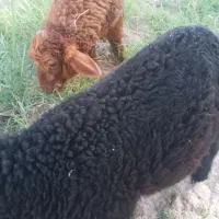 بره