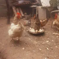 مرغ|حیوانات مزرعه|قزوین, |دیوار