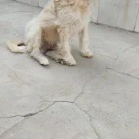 سگگ|سگ|سیرجان, |دیوار