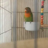 یک عدد طوطی برزیلی|پرنده|بهبهان, |دیوار