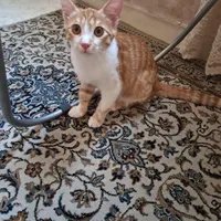 واگذاری رایگان گربه