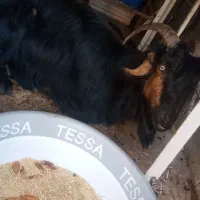 بز نیمه گوشت  هراج  هشت تومن