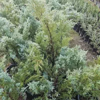 جونی پروس جنیفروس جنیپروس جنیفروس