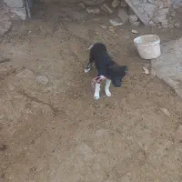 توله نر