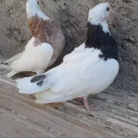 جوجه طوقی|پرنده|ساوه, |دیوار