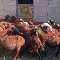 میش افشاری بره دار