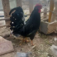 تخم مرغ گلین