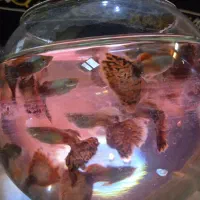 ماهی گوپی بیگ ایر دراگون|ماهی|اصفهان, لیمجیر|دیوار