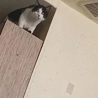 گربه نر  ۴ ساله