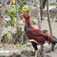 تخم لاری|حیوانات مزرعه|احمدسرگوراب, |دیوار