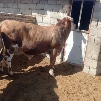 نرگاو سیمینتال|حیوانات مزرعه|بافق, |دیوار