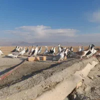 کبوتر پرشی|پرنده|اسفراین, |دیوار