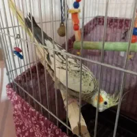 یک جفت عروس هلندی