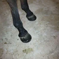 سلام نعلبندی وقیار اسب|اسب و تجهیزات اسب‌سواری|مشهد, عسگریه|دیوار