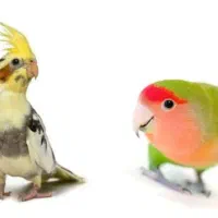 انواع عروس هلندی ، طوطی برزیلی ، قفس ، لانه ، دان|پرنده|دهگلان, |دیوار