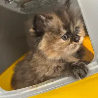 پرشین(پیام ندین فقط زنگ)