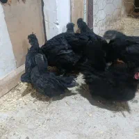 جوجه|حیوانات مزرعه|مشهد, آبادگران|دیوار