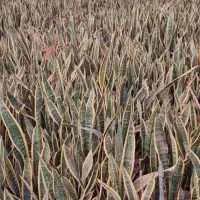 فروش ویژه سانسوریا ابلق بصورت عمده از گلخانه|گل و گیاه طبیعی|قدس, شهرک صنعتی زاگرس|دیوار