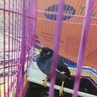 مرغ مینا|پرنده|درگهان, |دیوار