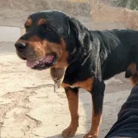 سگ روتوایلر