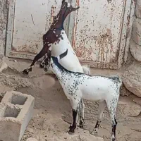 نری و بز صلاله|حیوانات مزرعه|بندرعباس, |دیوار