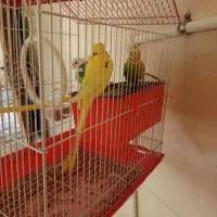 فروش مرغ عشق سالم و زیبای بالغ