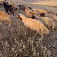 سنجابی|حیوانات مزرعه|دالاهو, |دیوار