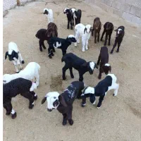 معدن بره شیری سبزوار