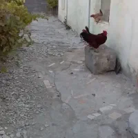 فروش خروس محلی