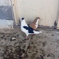 سیدی گرفتنی