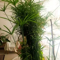 گل. نخل مرداب