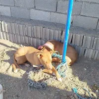 پیت بول امریکایی نرو ماده