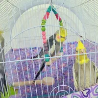 عروس هلندی
