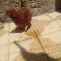 مرغ تخم گذار|حیوانات مزرعه|شیراز, شهرک کوشکک|دیوار