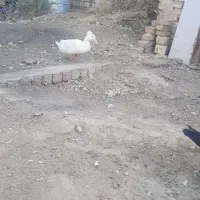 فروش دوتا اردک نر کاکلی