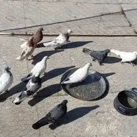 10 طوق کفتر آس|پرنده|جوادآباد, |دیوار