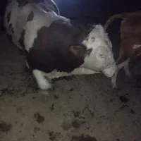 گاو سیمینتال قرمز ۸ماه آبستن یک شکم زاییده تلیسه|حیوانات مزرعه|مراوه, |دیوار