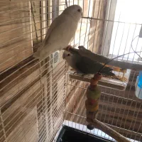 طوطی برزیلی با تمام وسایل