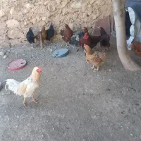 مرغ وخروس|حیوانات مزرعه|بدره, |دیوار