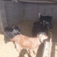 بز چاق تخت بره چاق تخت|حیوانات مزرعه|مرودشت, ده بید|دیوار